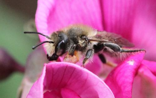 Megachile willughbiella